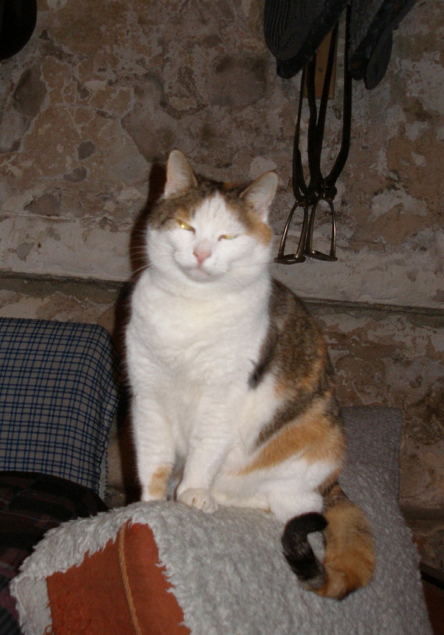 KOČKA